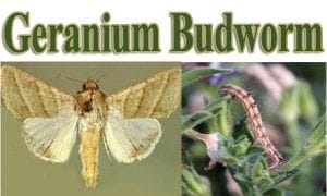 Find a SoCal garden center near me for the best selection of plants, including geranium budworm-resistant varieties.
