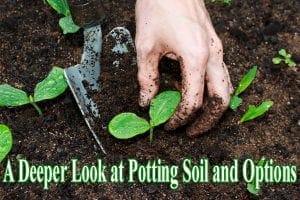 A comprehensive exploration of potting soil options in a nearby garden center.