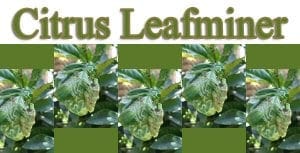 Find a garden center near me in SoCal with a plant nursery offering solutions for the citrus leafminer.