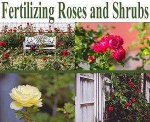 Fertilizing roses and shrubs at a garden center near me in Southern California.