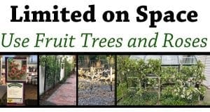 Limited on space nursery near me offers fruit trees and roses for SoCal gardens.