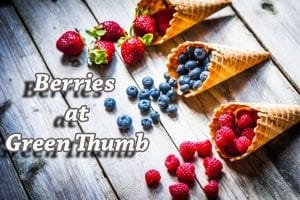 Southern California garden center specializing in a variety of berries for those with a green thumb.