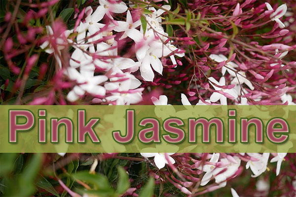 Pink Jasmine Jasmine Plant