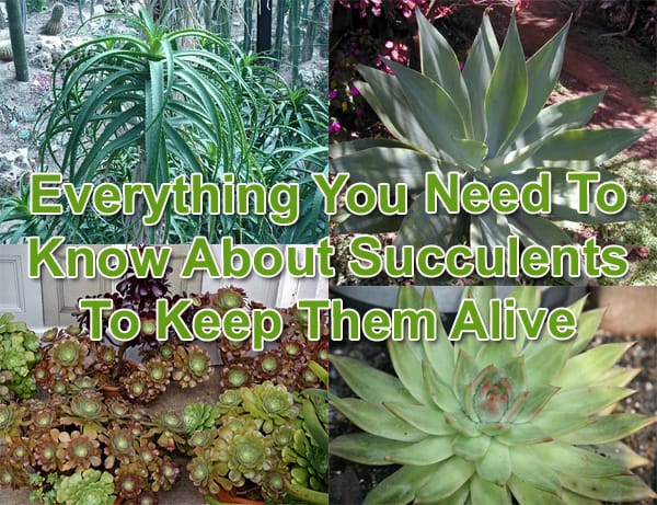 Everything you need to know about succulents to keep them alive at a Southern California garden center.