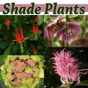 A collage of photos showcasing shade plants at a garden center near me.