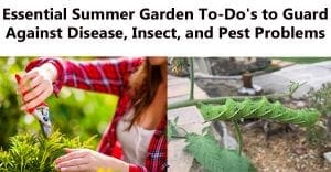 Visit your local SoCal garden center or nursery near me for essential summer garden to dos to guard against disease, insect, and pest problems in Southern California.