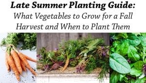 Southern California garden center providing a late summer planting guide for vegetables to grow in order to achieve a fall harvest.