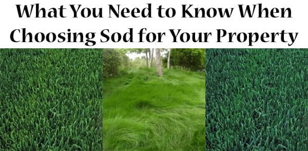 A guide to choosing sod for your property at the best garden center near me.