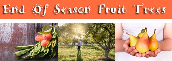Best nursery near me for end of season fruit trees.