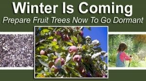Winter is coming, ensuring your fruit trees go dormant by getting them ready at the top-rated SoCal nursery.