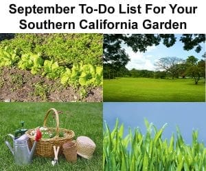 September to do list for your southern California garden, featuring the best nursery near me.