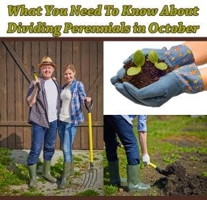 One-stop guide to dividing perennials in october, including tips on finding the best nearby nursery or garden center.