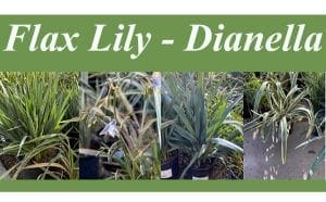 The best nursery near me offering a variety of flax lily dianella plants.