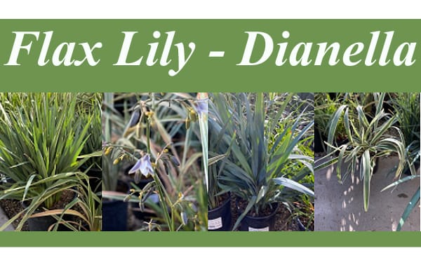 Image of Lily turf and flax lily