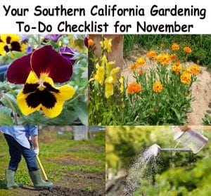 Find your November gardening checklist for Southern California at the nearest garden center or nursery.