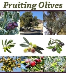 A collage of fruiting olives pictures from a garden center near me.