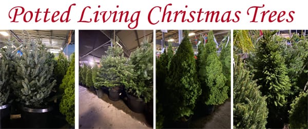 Potted Living Christmas Trees Green Thumb Nursery