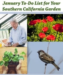 January garden to-do list for your Southern California garden, find a SoCal nursery or garden center near me.