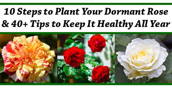 10 Tips To Keep Roses Looking Great