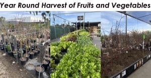 Year-round harvest of fruits and vegetables at a top-rated nursery near me.