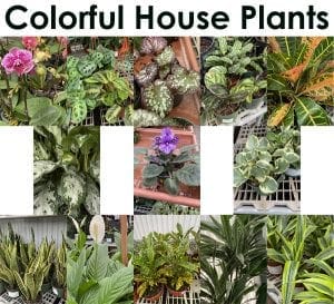 Colorful house plants for sale at a nearby nursery.