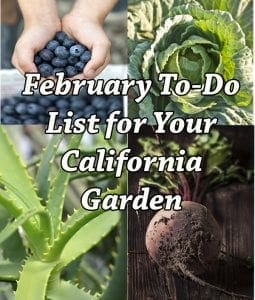 February garden tasks in California, recommended by socal nursery.