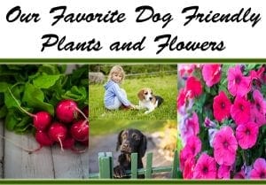 Find the best garden center near me to discover our favorite dog friendly plants and flowers.
