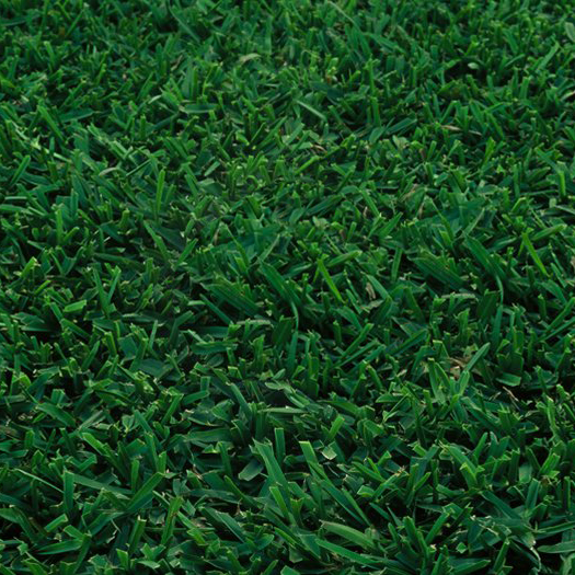 A close up of a lush green grass field in a nursery.