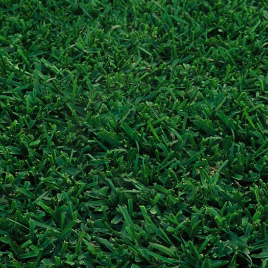 A close up of a lush green grass field in a nursery.