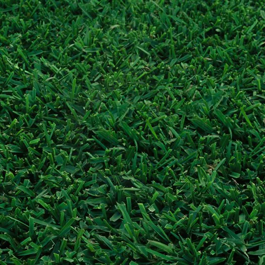 augustine sod