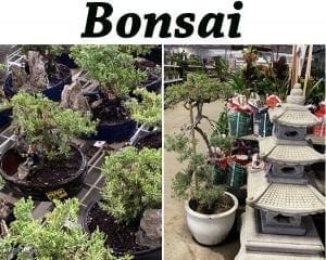 Bonsai trees in pots at a top-rated garden center near me.