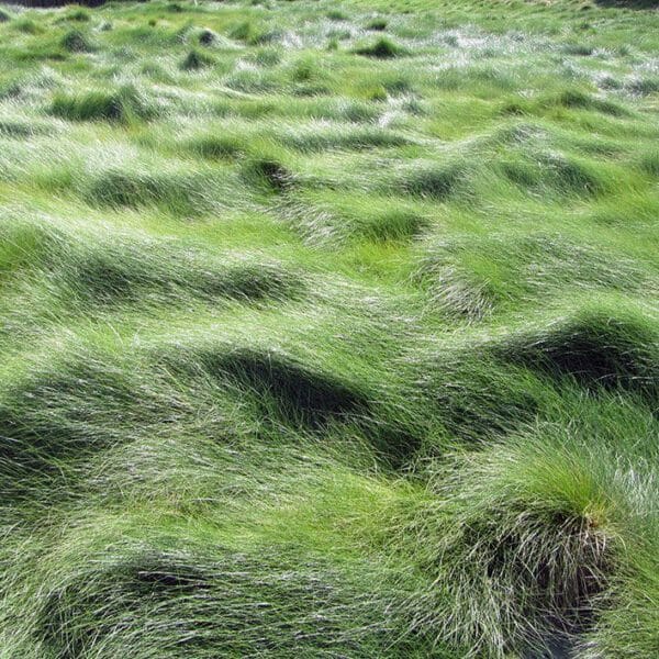 A lush and verdant field abundant with grass.