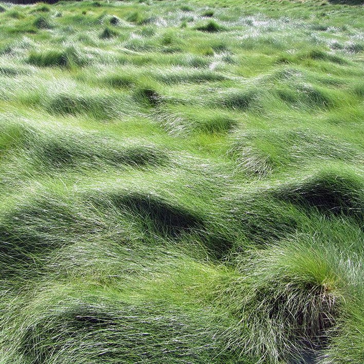 greenwave2