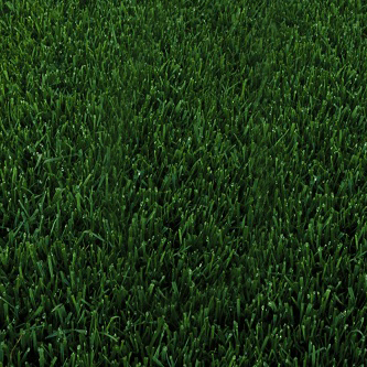 A close up of a green grass field at a socal garden center.