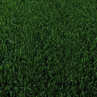 A close up of a green grass field at a socal garden center.