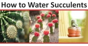 Tips for caring for succulents at a local garden center or nursery near me.