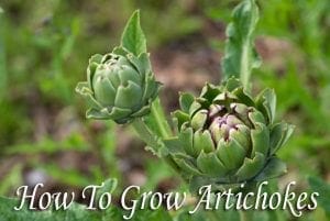 Tips on growing artichokes at a nearby garden center or nursery.