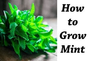Find the best garden center near me for growing mint.