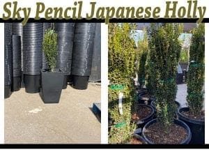 Sky pencil japanese holly available at the best garden center near me.