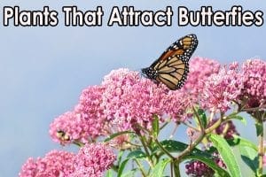 A local nursery near me specializing in plants that attract butterflies.