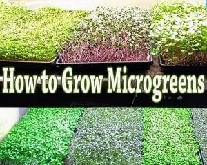 Guide on growing microgreens at a nearby garden center or nursery in Southern California.