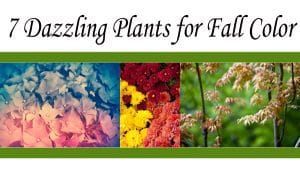 7 dazzling plants for fall color available at a top-rated socal nursery.