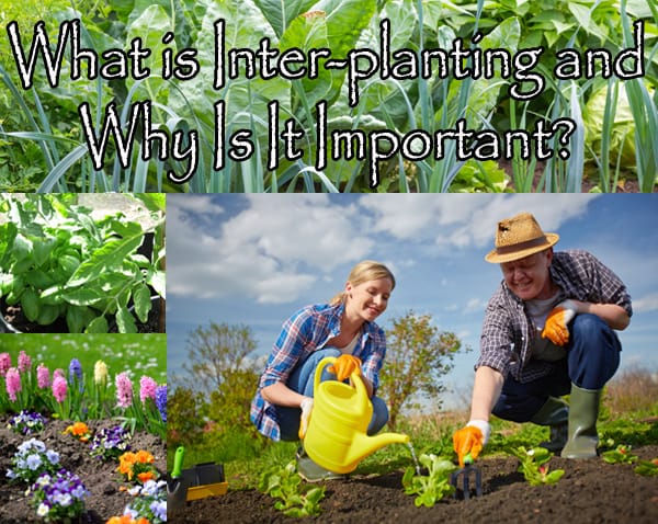 Why is interplanting important?