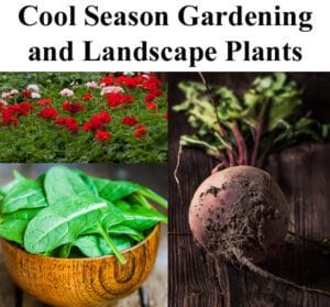 Cool season gardening and landscape plants from the best plant nursery near me.