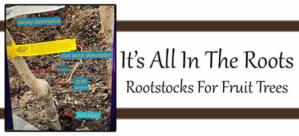 Find the best plant nursery near you for fruit tree rootstocks.