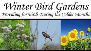 Nursery near me offering winter bird gardens.