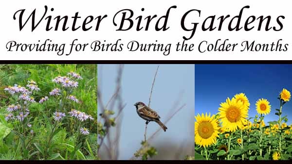 Nursery near me offering winter bird gardens.