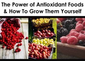 Learn about antioxidant-rich foods and how to cultivate them in your own garden.