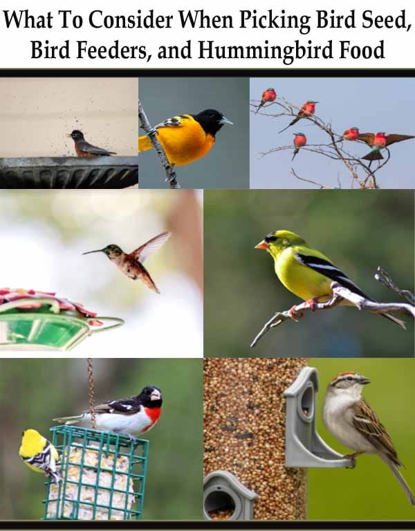 What to consider when picking bird seed feeders and hummingbird food at the best nursery near me.
