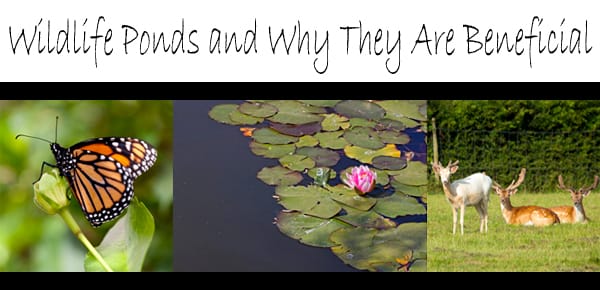 Benefits of wildlife pencils and their impact on plant nurseries.